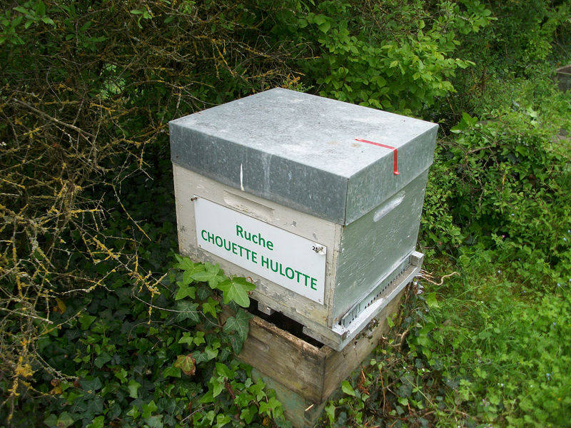 La ruche Chouette hulotte