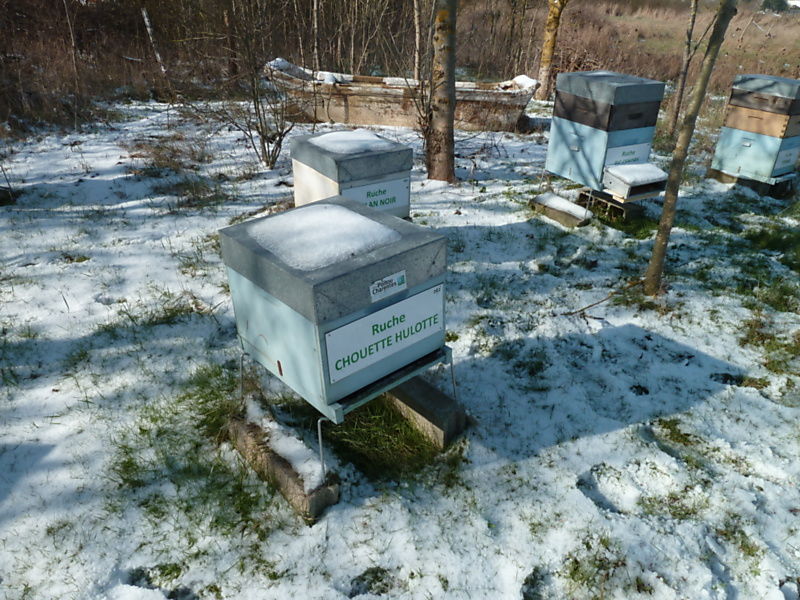 La ruche Chouette hulotte