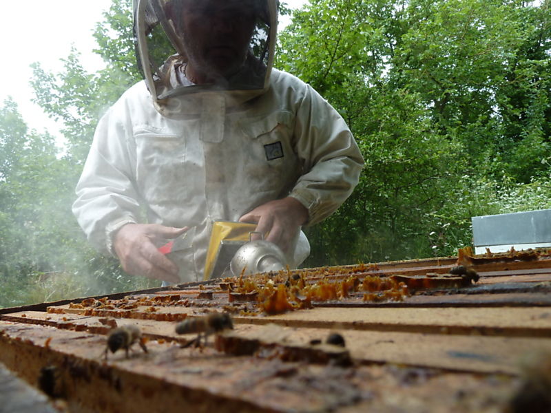 La ruche Chouette hulotte