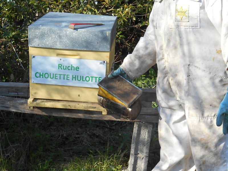La ruche Chouette hulotte
