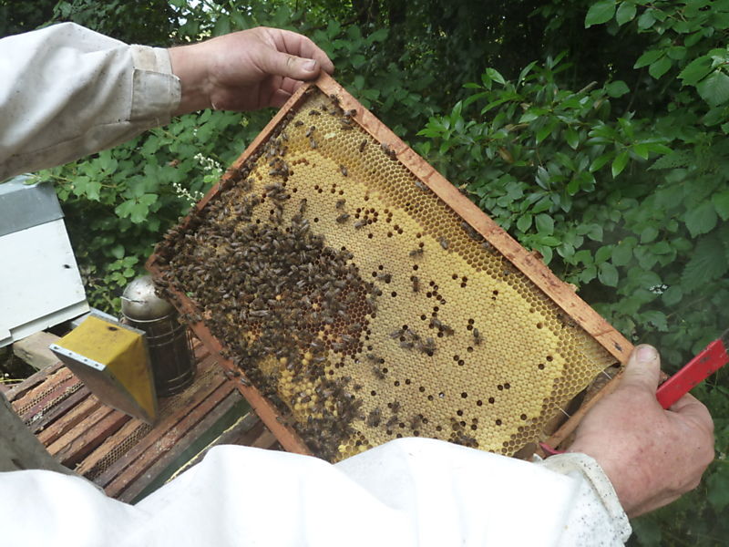 La ruche Chouette hulotte