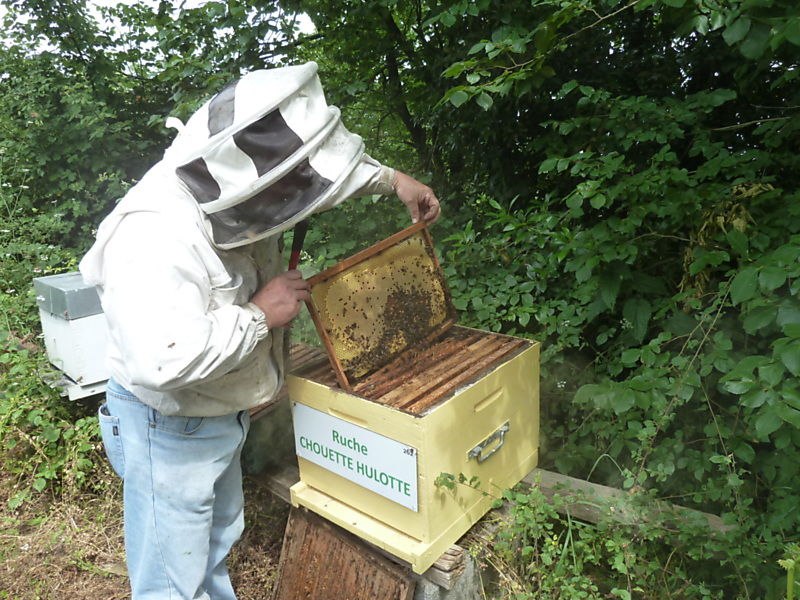 La ruche Chouette hulotte