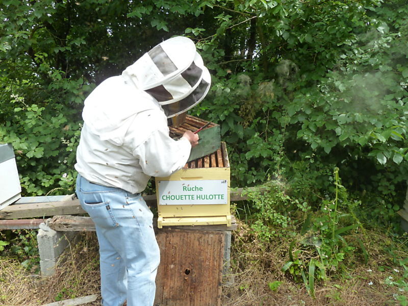 La ruche Chouette hulotte