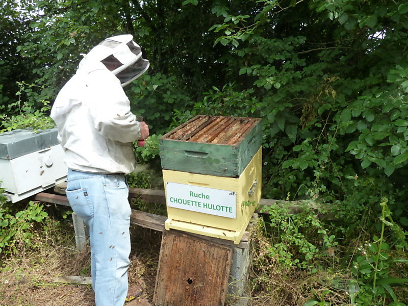 La ruche Chouette hulotte