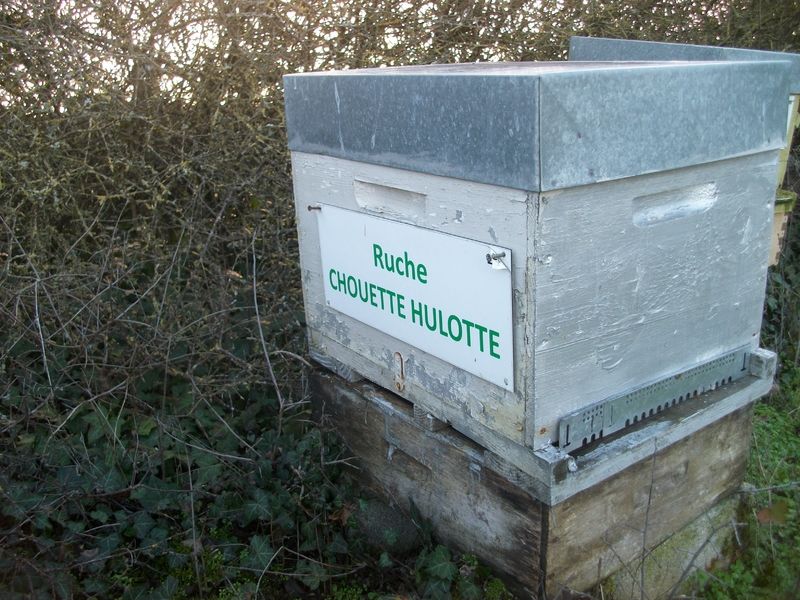La ruche Chouette hulotte
