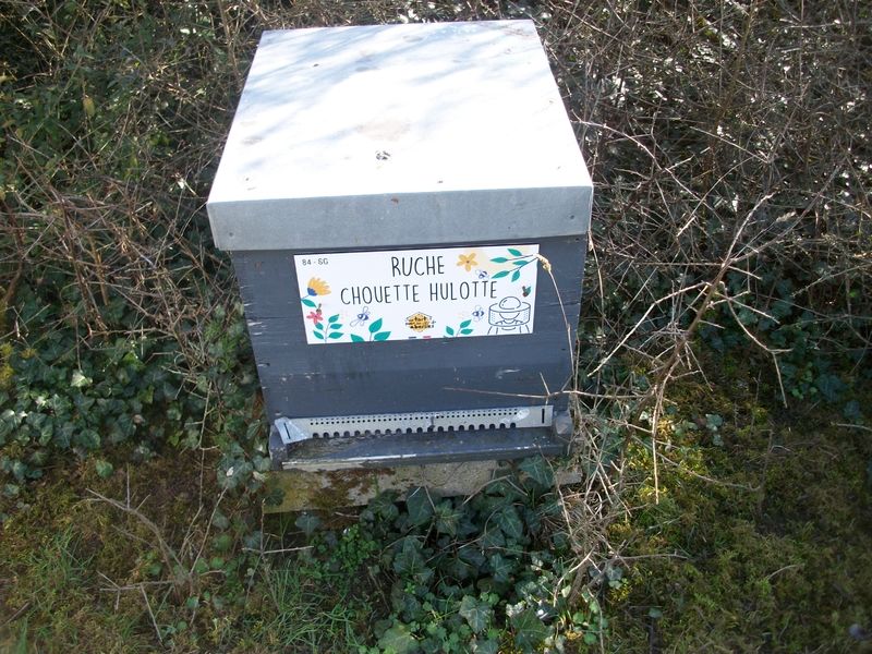 La ruche Chouette hulotte