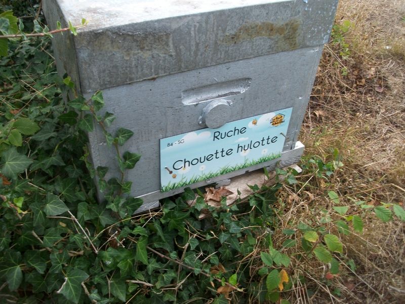 La ruche Chouette hulotte