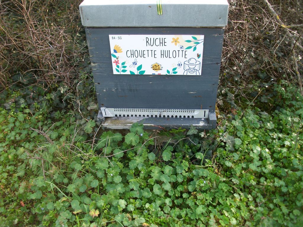 La ruche Chouette hulotte