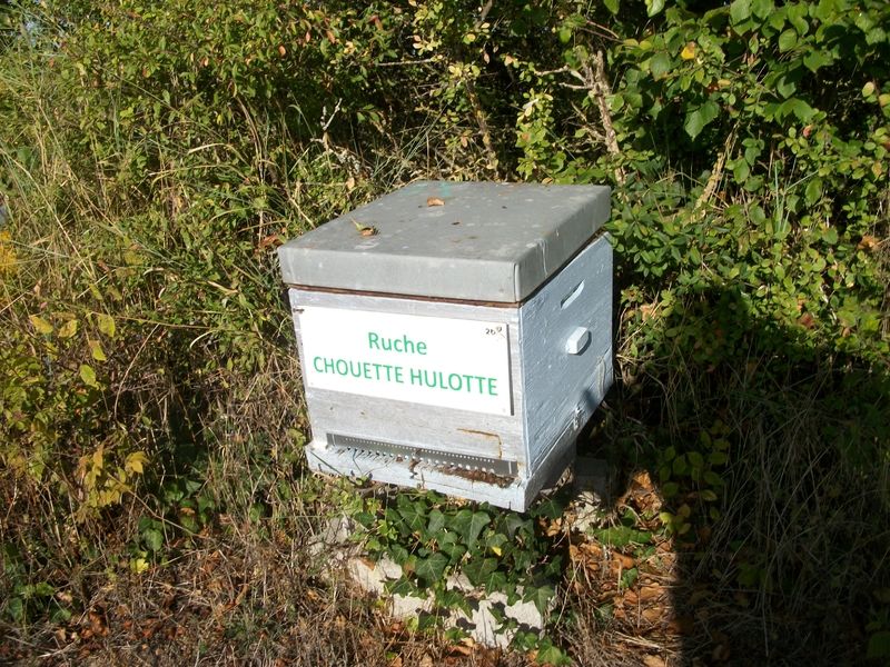La ruche Chouette hulotte