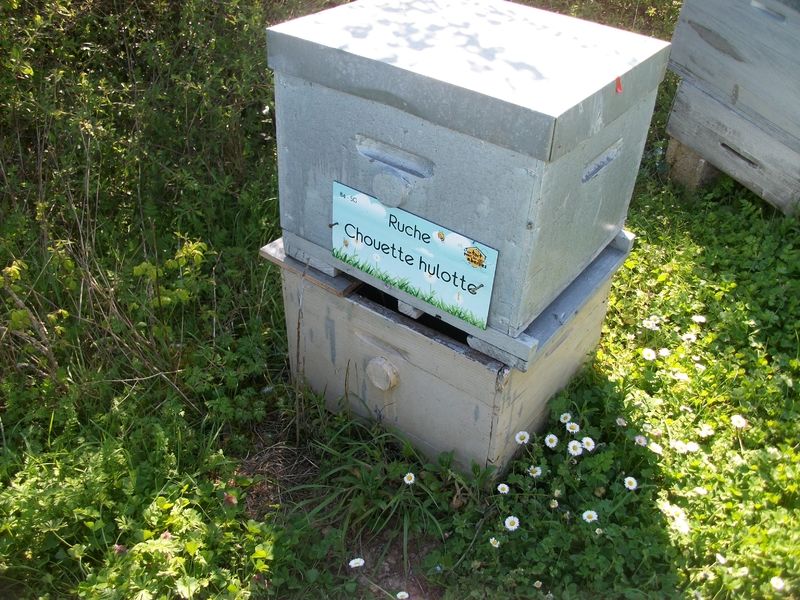 La ruche Chouette hulotte