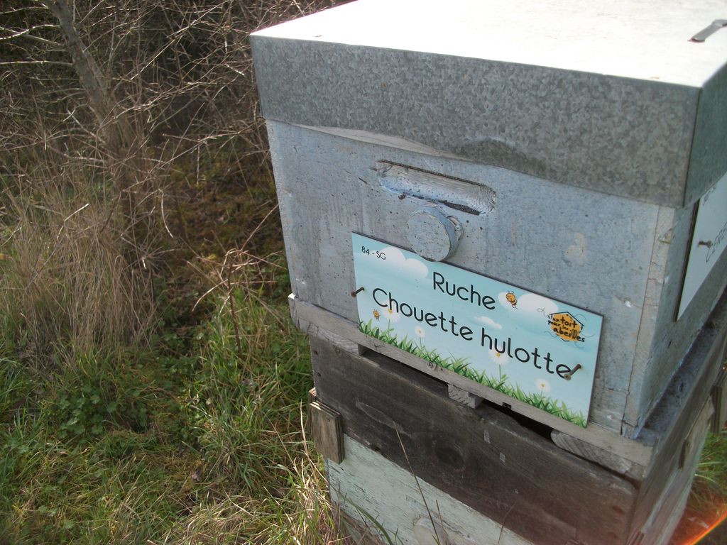 La ruche Chouette hulotte