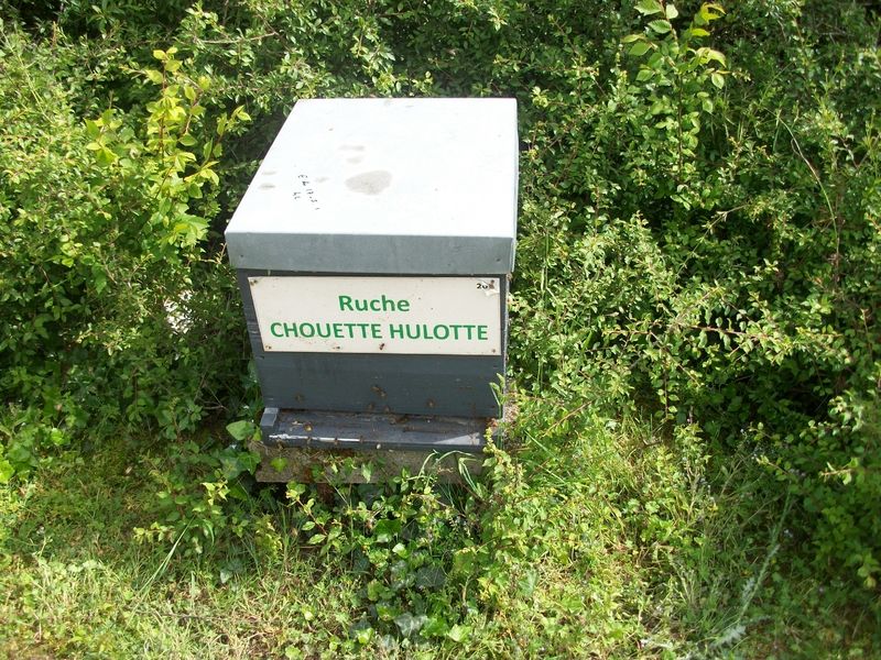 La ruche Chouette hulotte