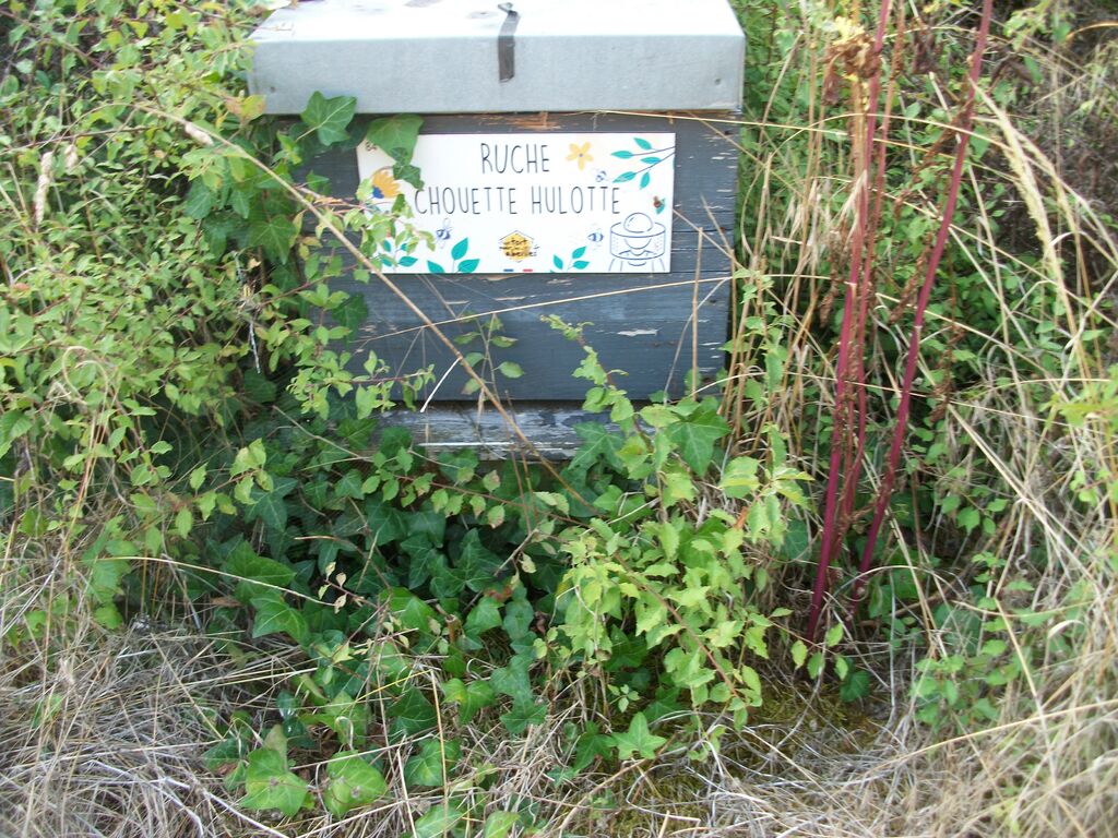 La ruche Chouette hulotte