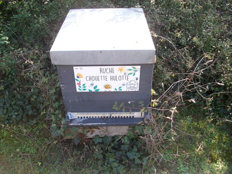 La ruche Chouette hulotte