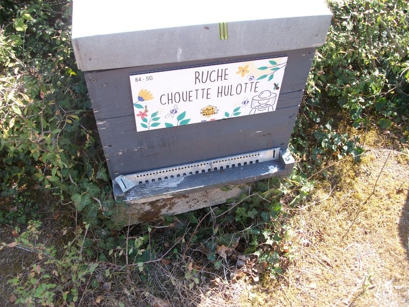 La ruche Chouette hulotte