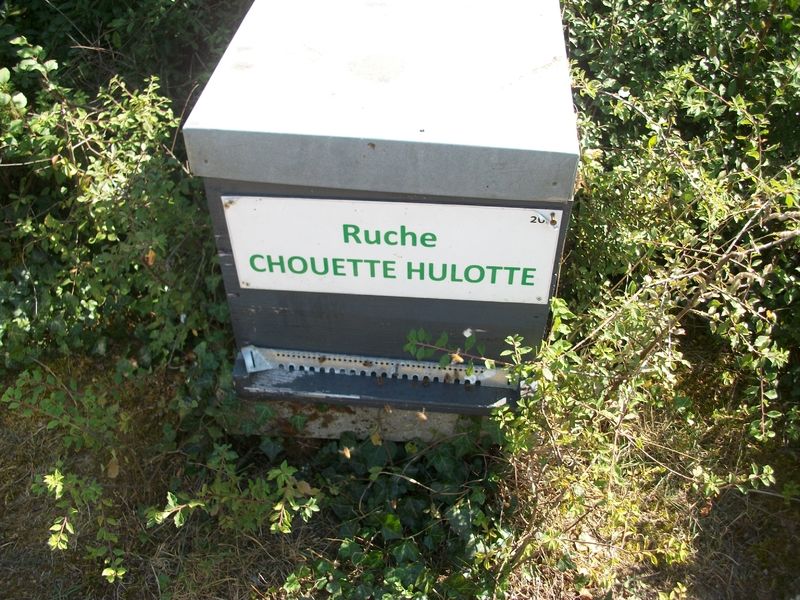 La ruche Chouette hulotte