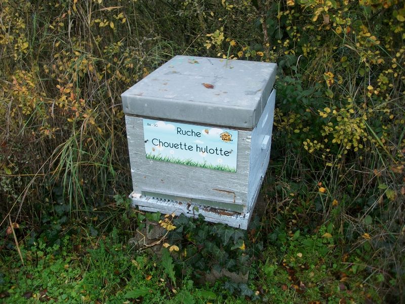 La ruche Chouette hulotte