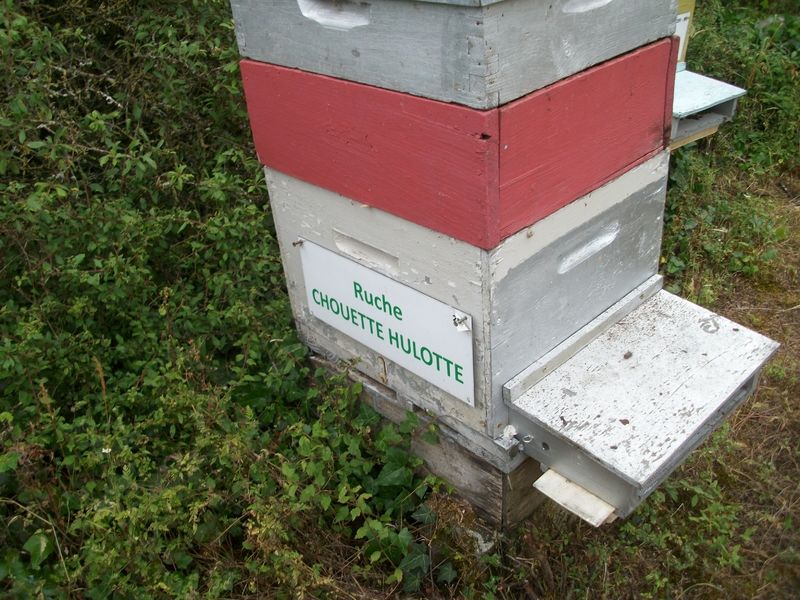 La ruche Chouette hulotte
