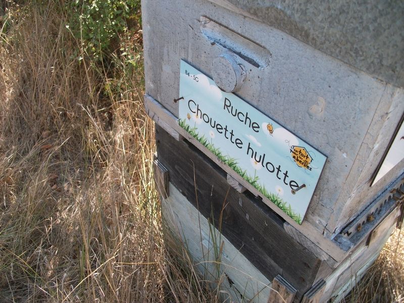 La ruche Chouette hulotte