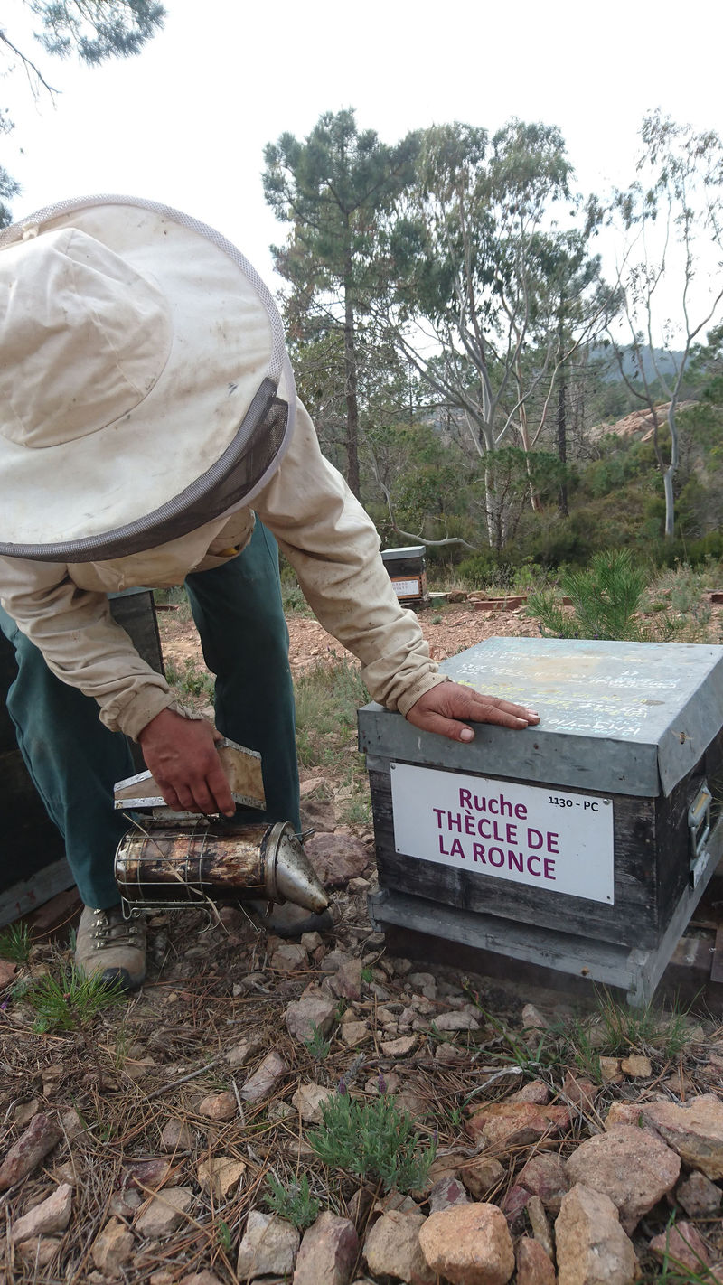 La ruche