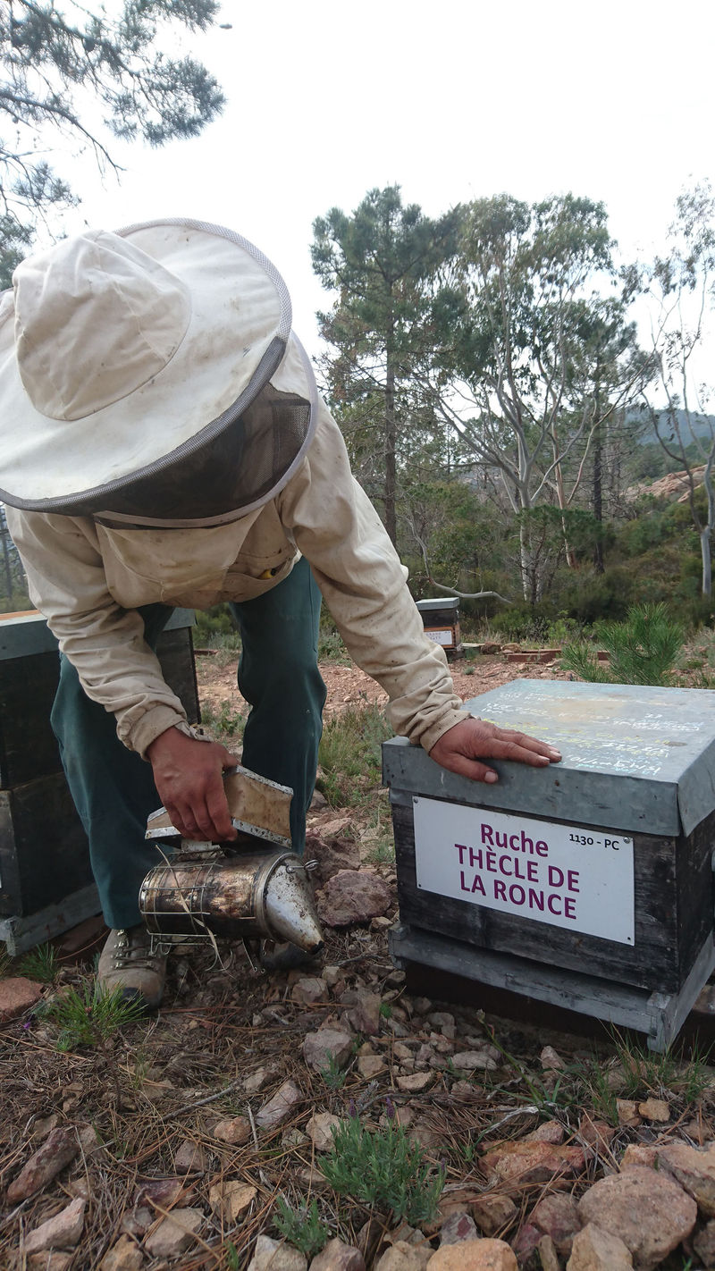 La ruche Thècle de la ronce