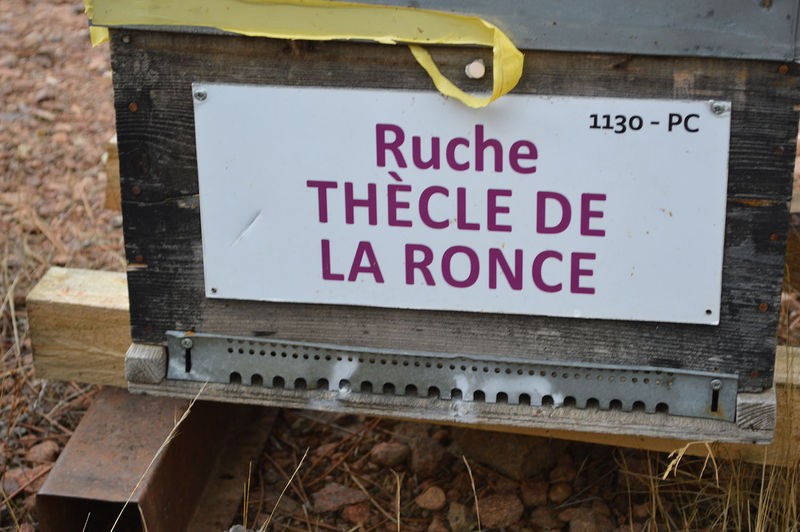 La ruche Thècle de la ronce