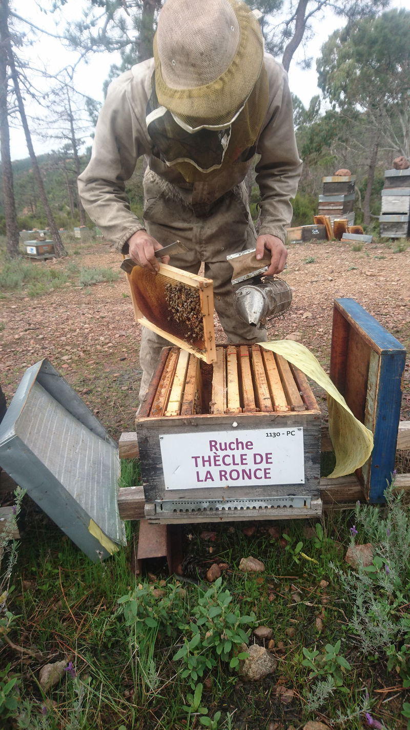 La ruche Thècle de la ronce