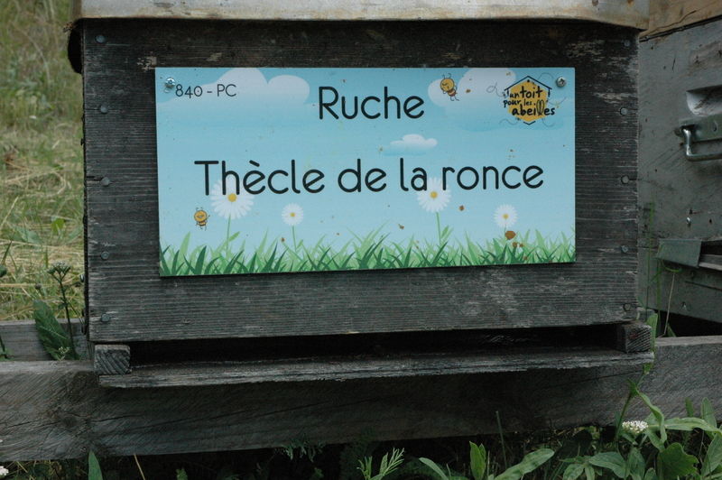 La ruche Thècle de la ronce