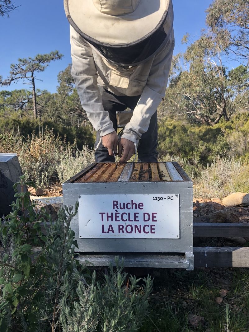 La ruche Thècle de la ronce