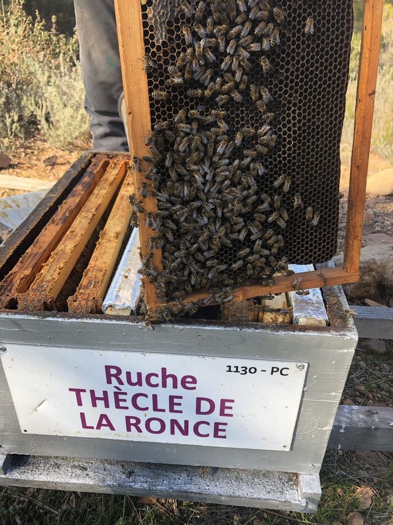 La ruche Thècle de la ronce