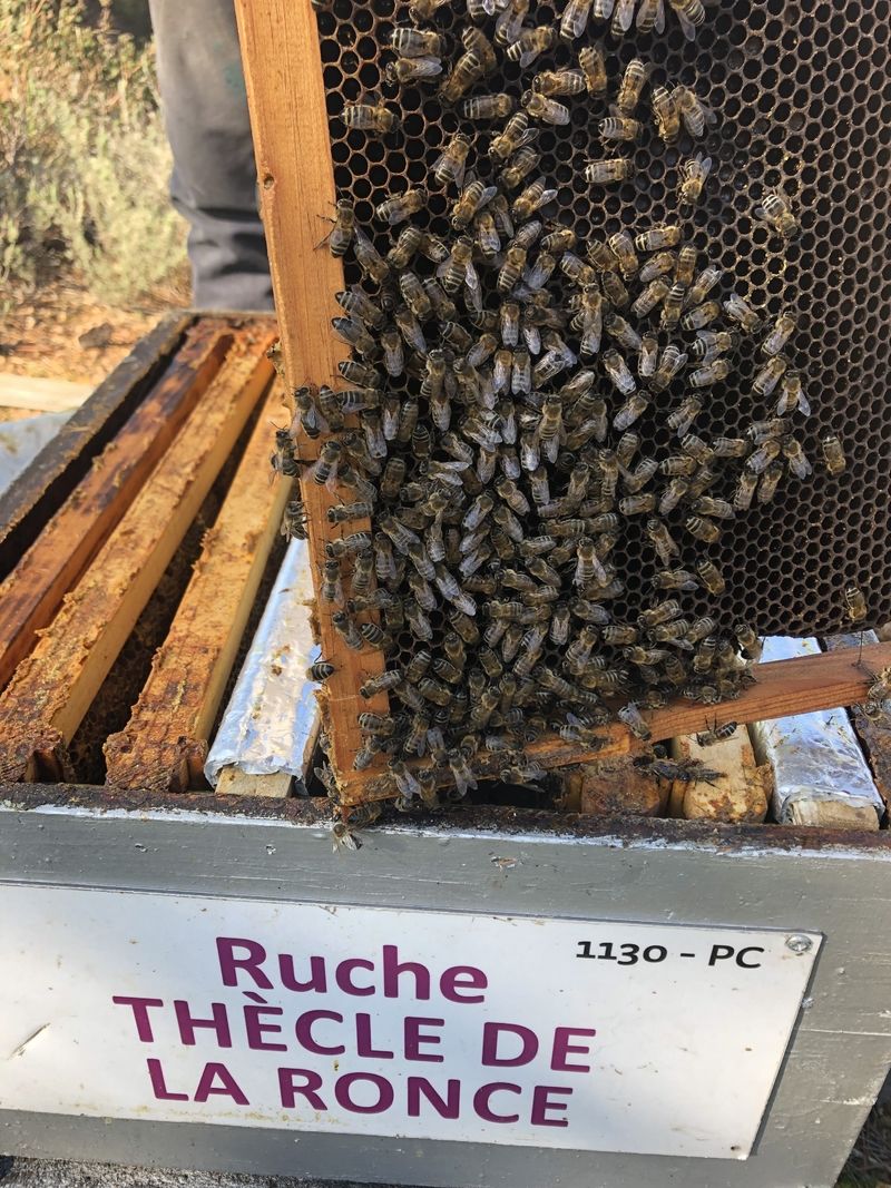 La ruche Thècle de la ronce