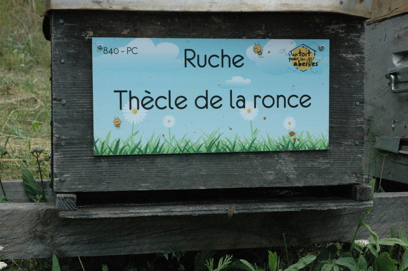 La ruche Thècle de la ronce