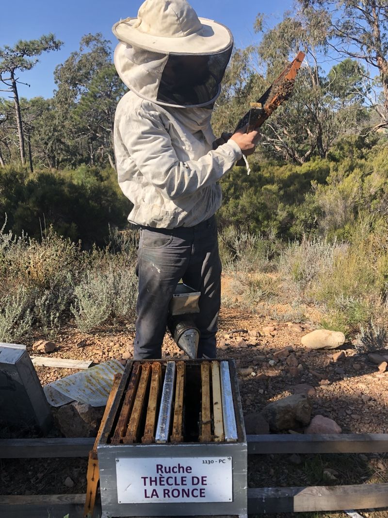 La ruche Thècle de la ronce
