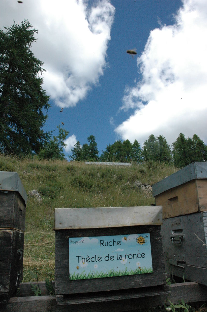 La ruche Thècle de la ronce