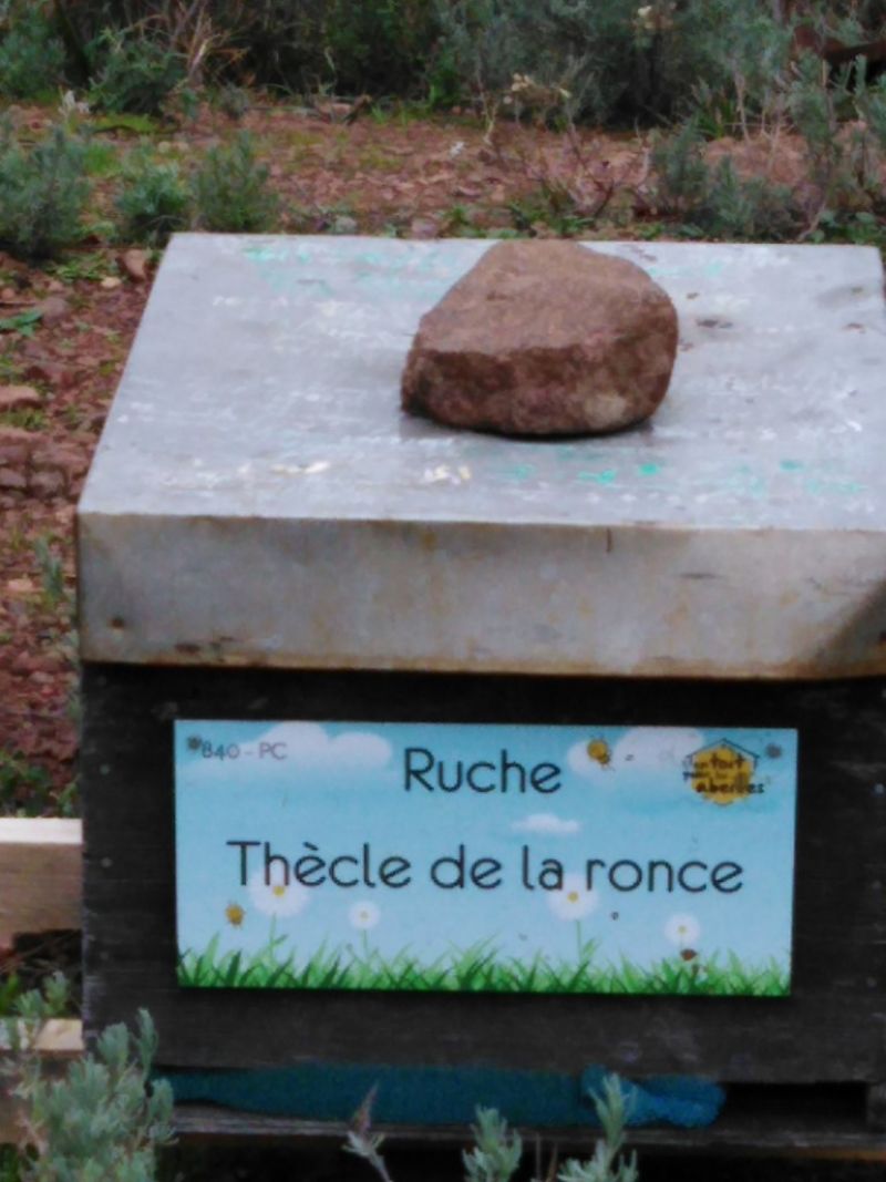 La ruche Thècle de la ronce