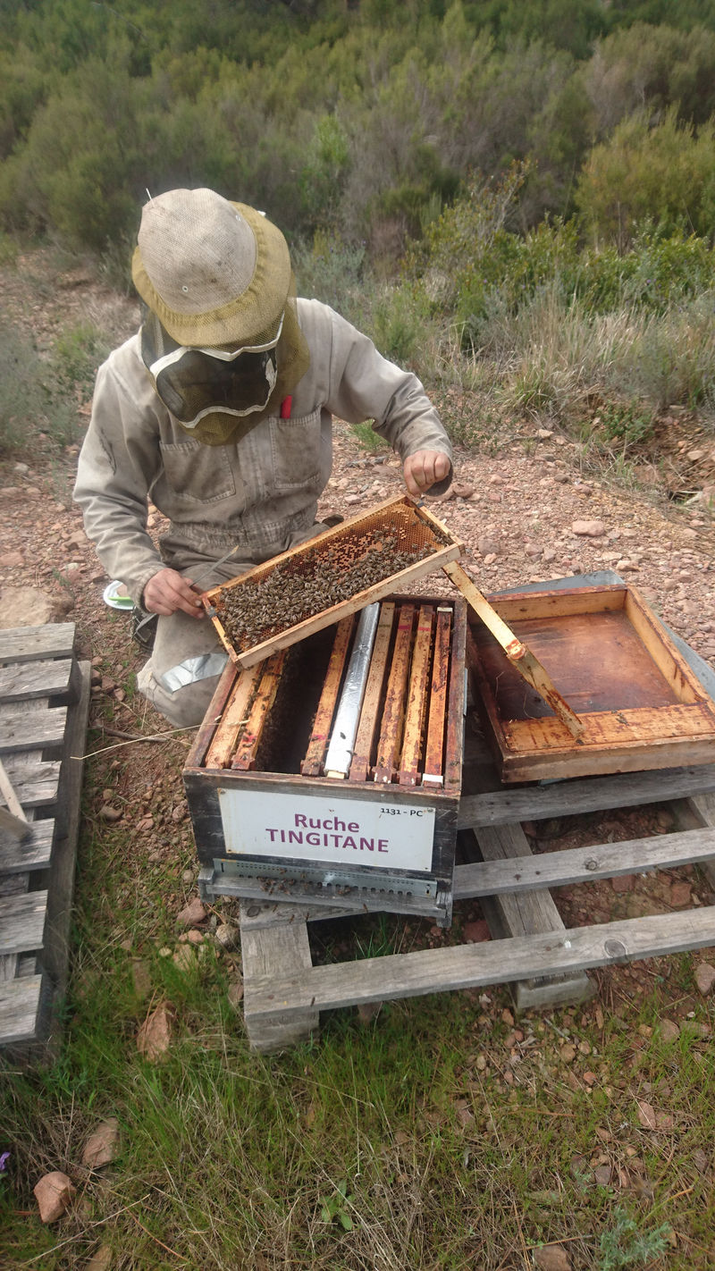 La ruche Tingitane