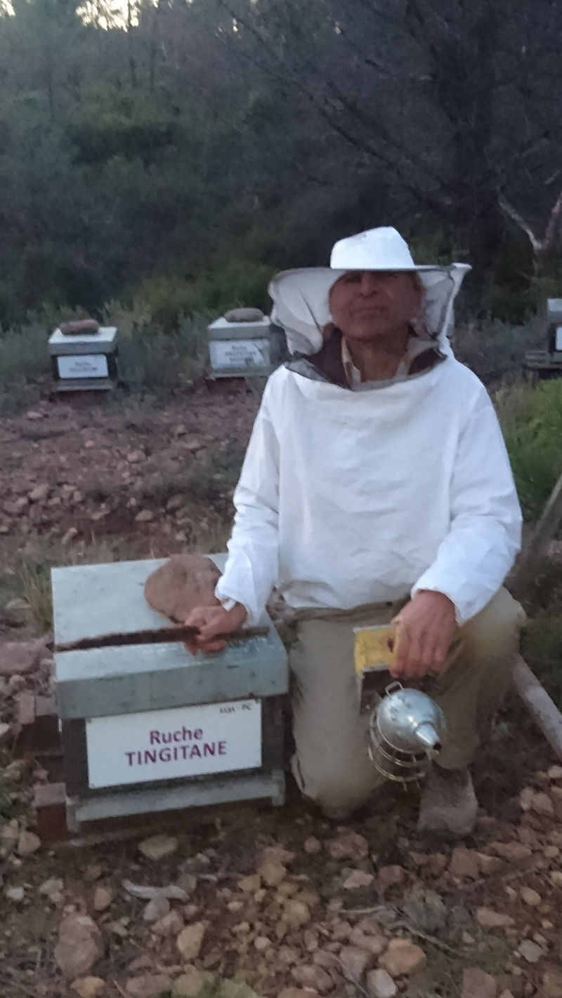 La ruche Tingitane