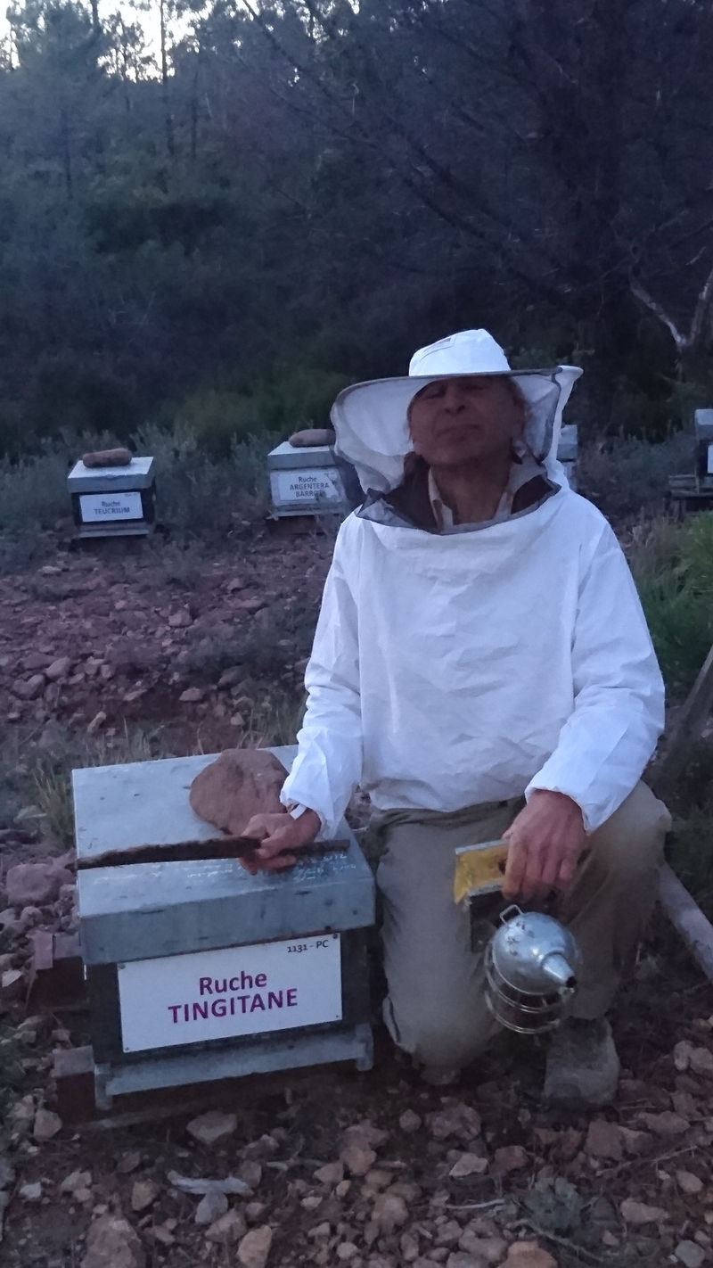 La ruche Tingitane