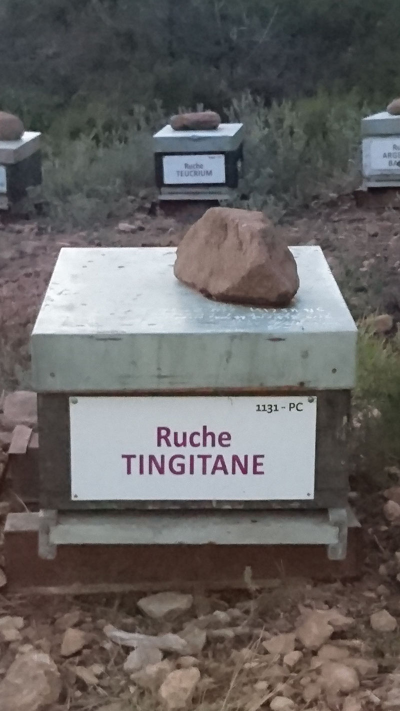 La ruche Tingitane