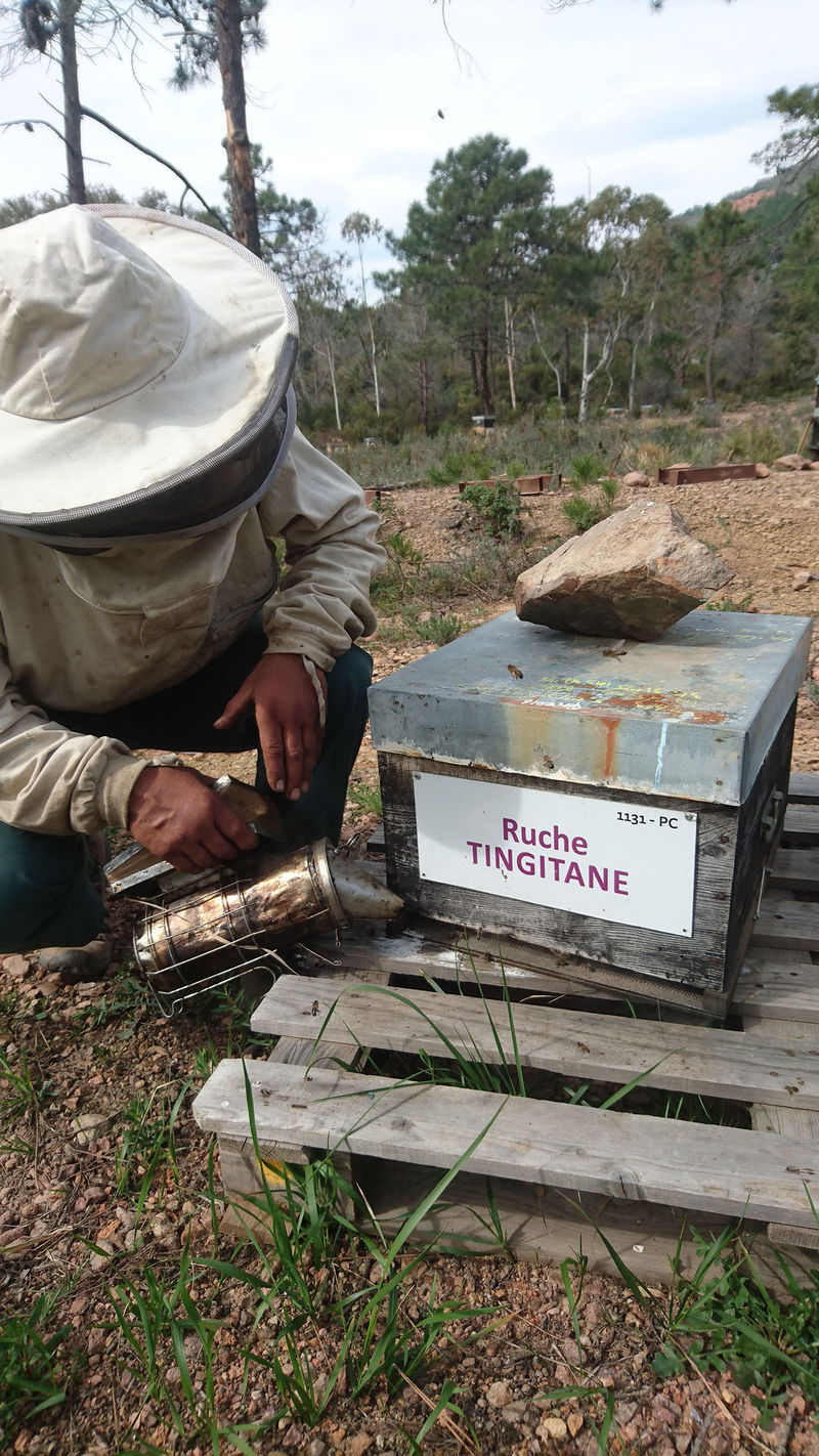 La ruche Tingitane