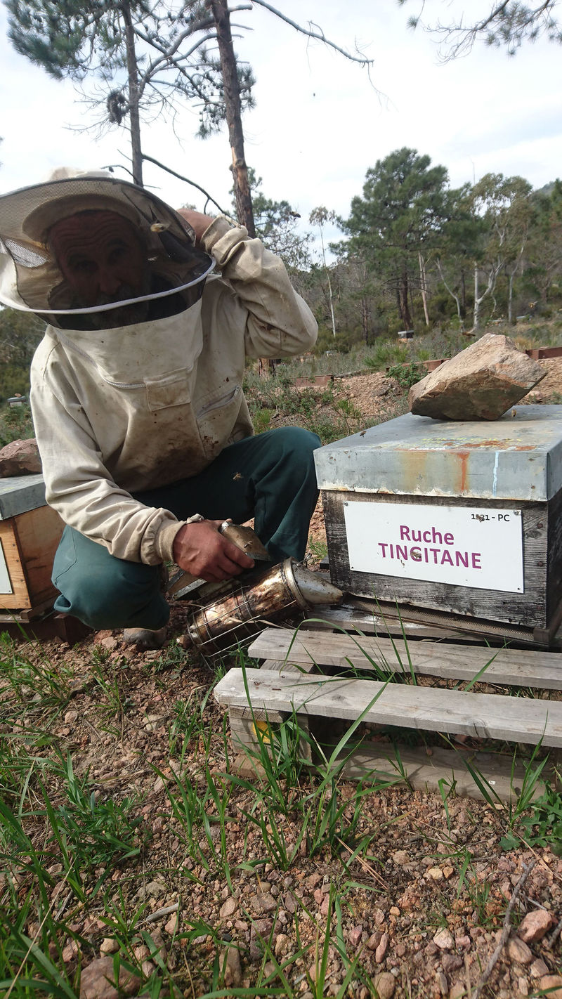 La ruche Tingitane