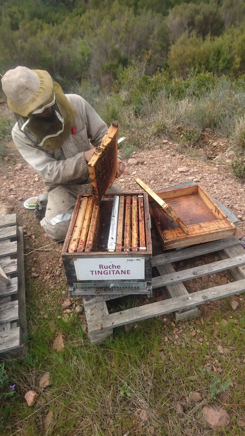 La ruche Tingitane