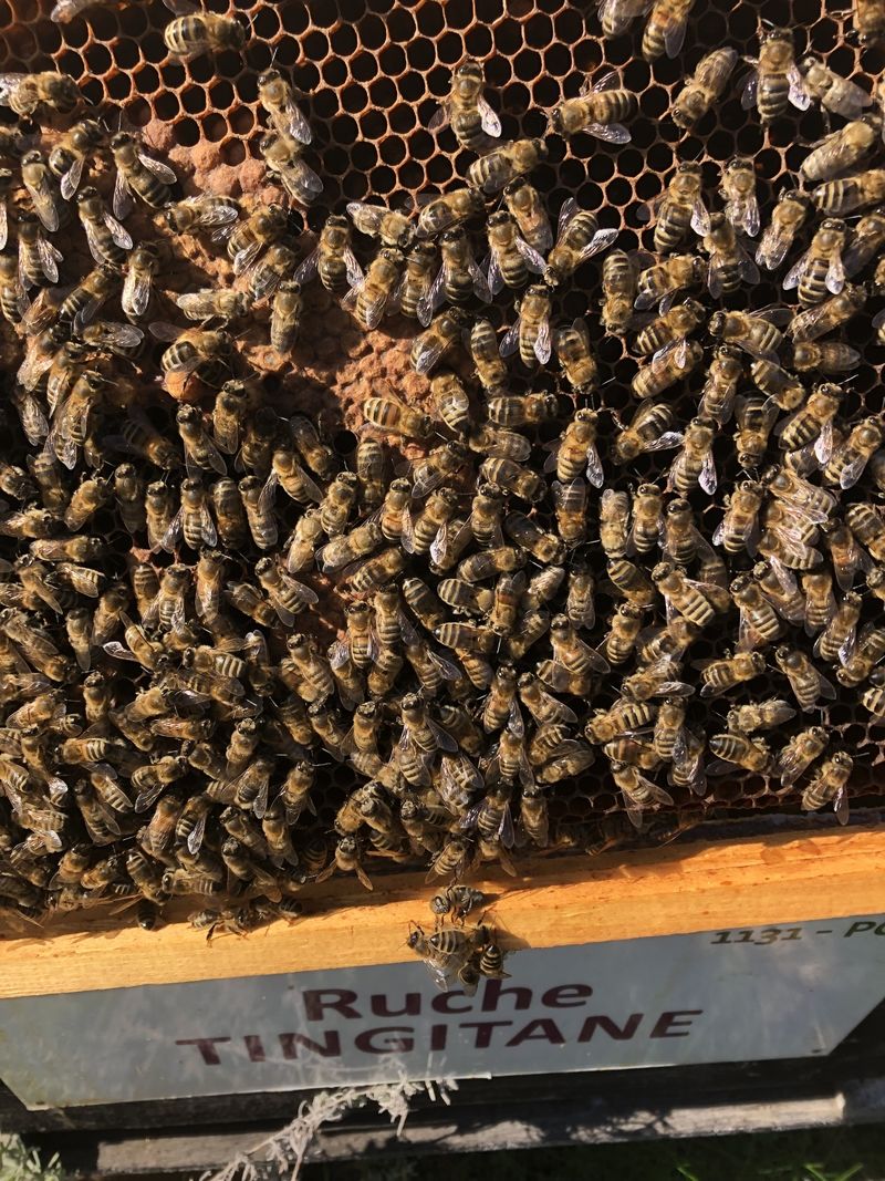 La ruche Tingitane