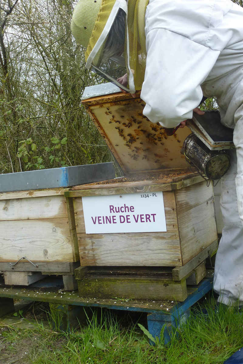 La ruche Veine de vert