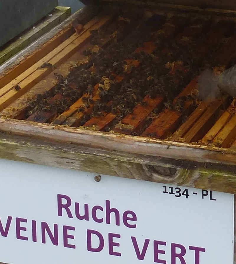 La ruche Veine de vert