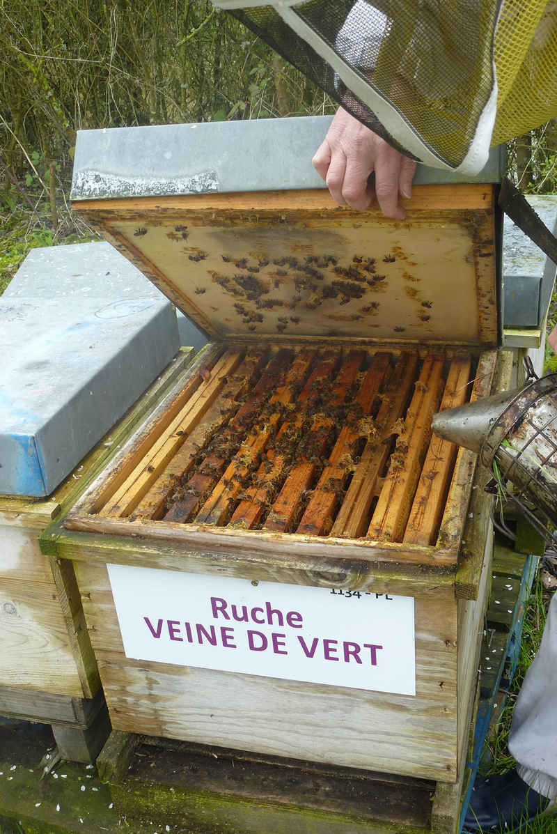 La ruche Veine de vert