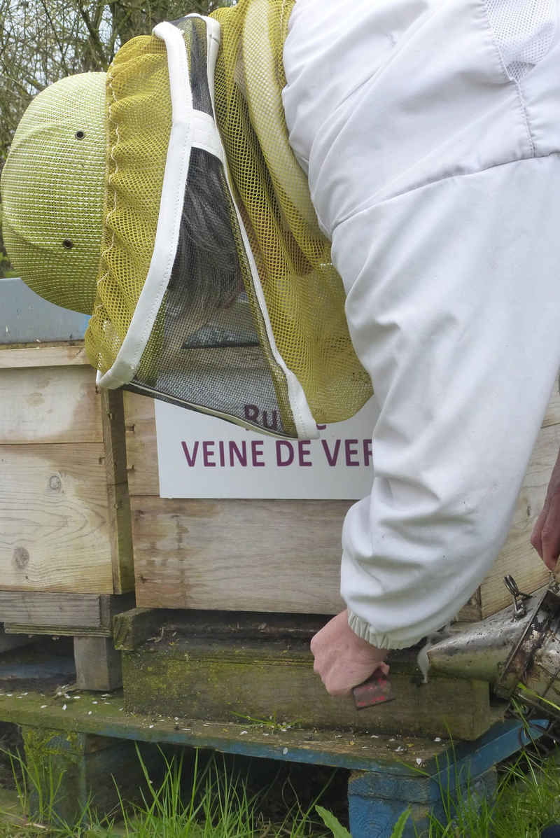 La ruche Veine de vert