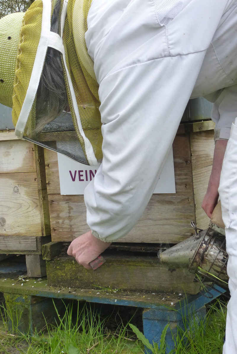 La ruche Veine de vert