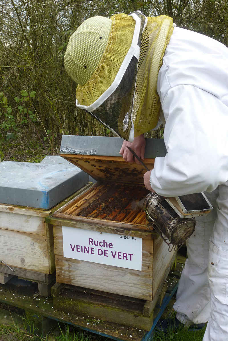 La ruche Veine de vert