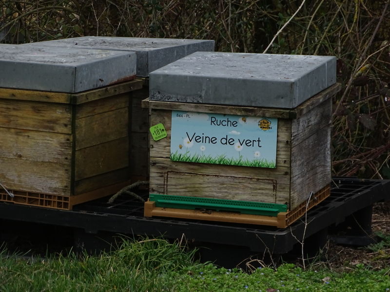 La ruche Veine de vert